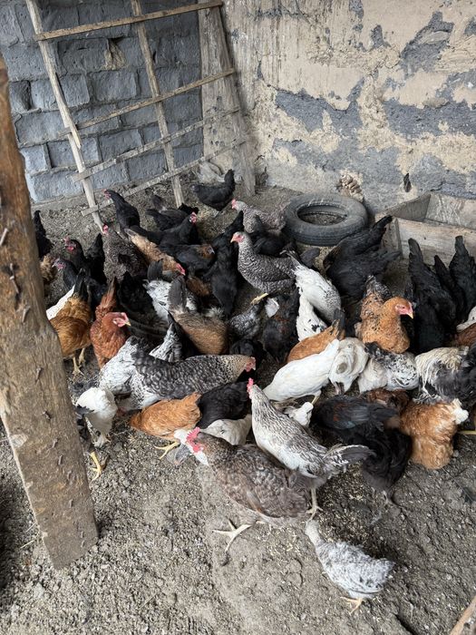 Продам курей породистых