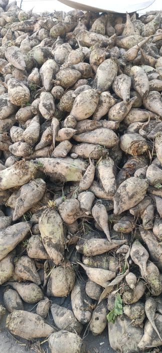 Karmavoy shrin lavlagi