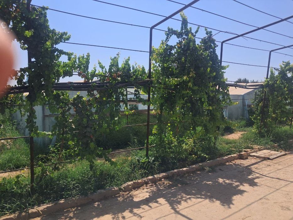 Yangiyul tumanida qora mol un ferma issiqxona teplitsasi bn sotiladi