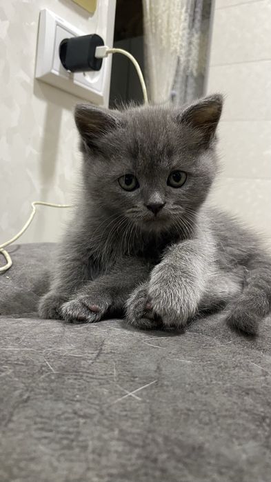 Продаются породистые котята