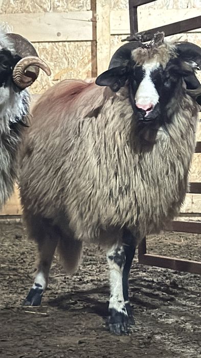 Vând un berbecuț breaz  bun