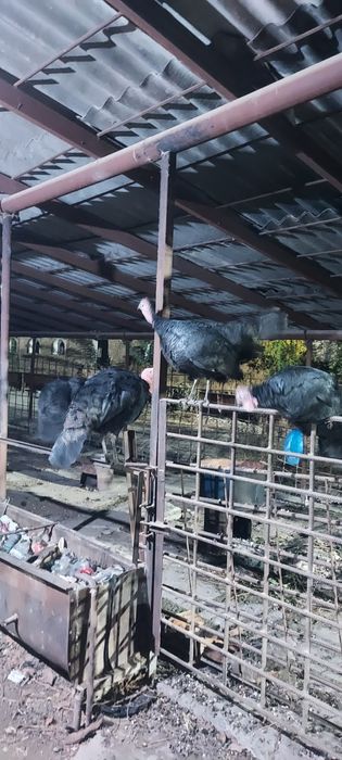 Induk sotiladi soni 6 ta makion 2 ta erkak