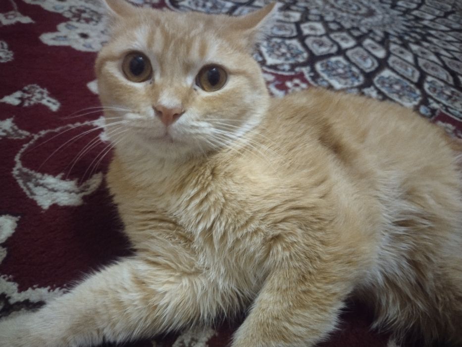 Viyaska xizmat qiz bola mushuklar taklif etamiz