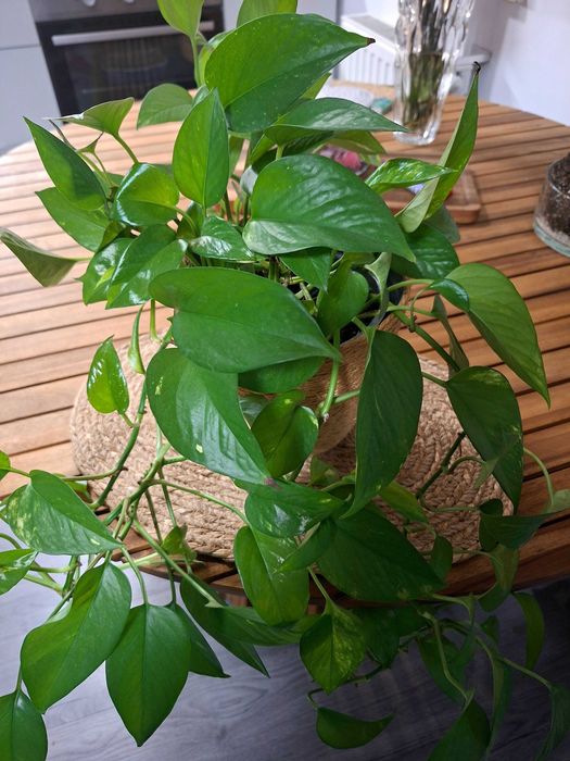 Planta naturala Phothos / Planta de interior