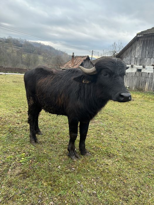 Vând vitel de bivol – 1 an și jumătate