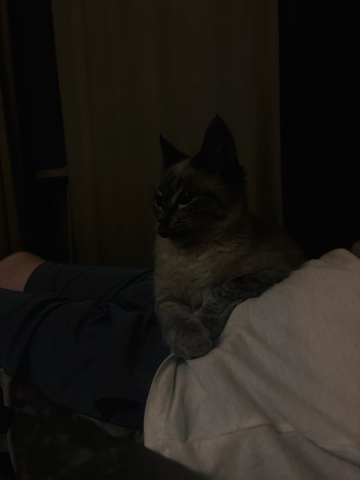 Котенок в добрые руки