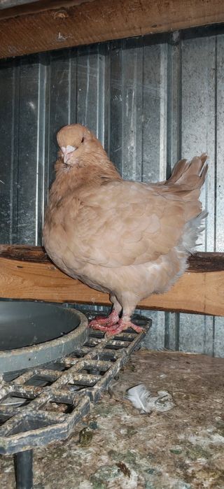 Pereche Porumbei Modena