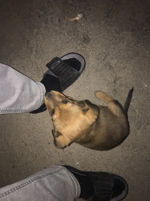 Спешно! Малко  кученце си търси дом!