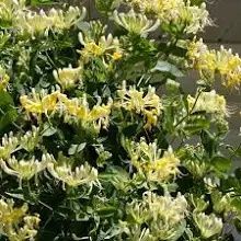 Lonicera mana Maici Domnului