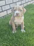 American Bully XL