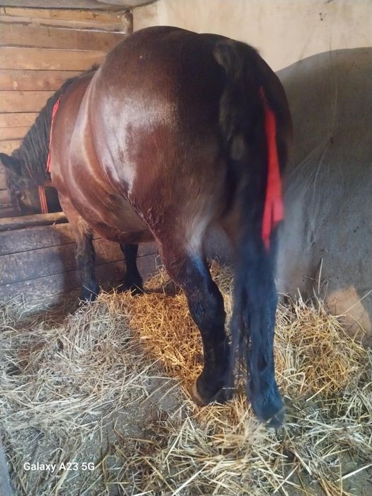 2 iepe de vînzare Roșia gestanta 8 luni are 4ani și neagra are 5 ani