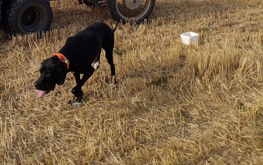 Английски пойнтер