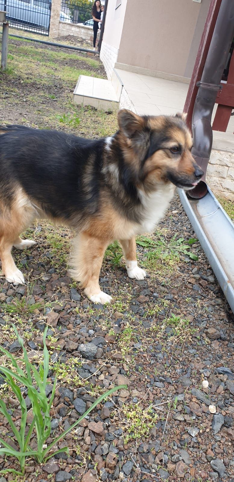 Ofer spre adopție cățel