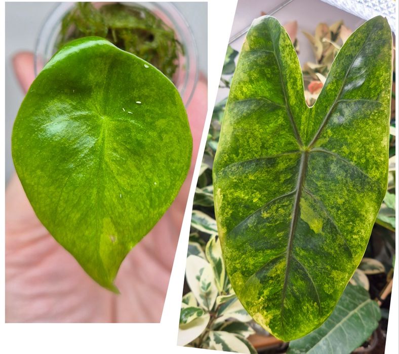 Молодые алоказии