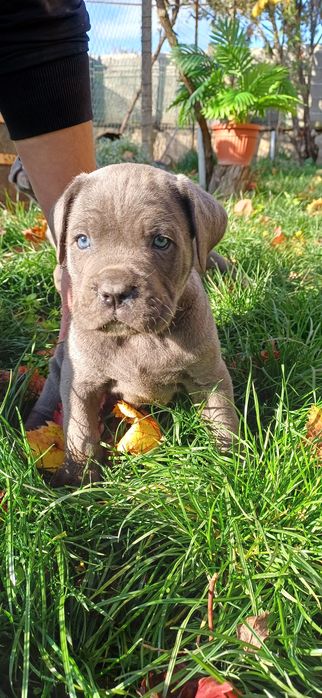 Кане корсо малки