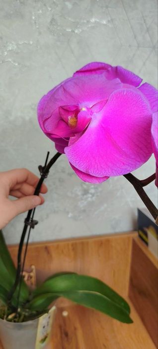 Орхидеи Phalaenopsis