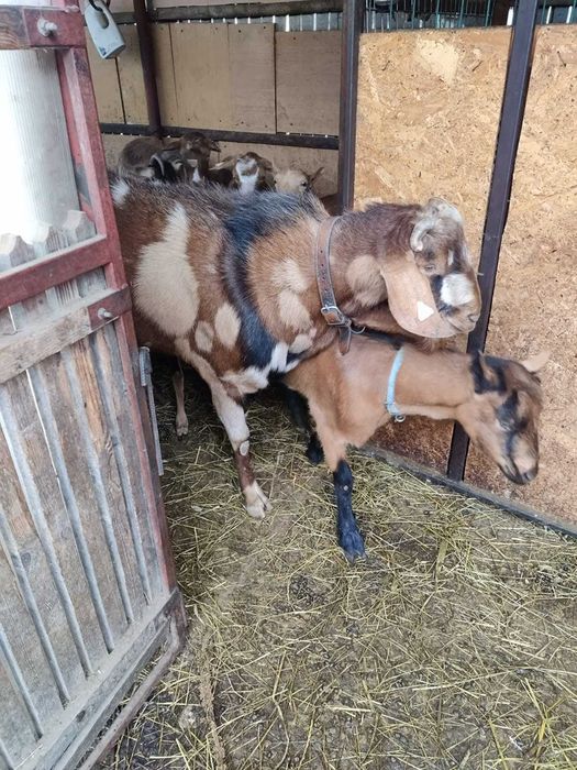 Țap anglonubian de vanzare