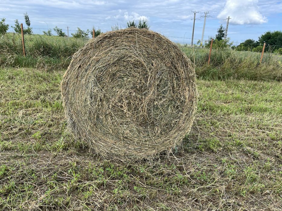 Baloti lucerna tocata infoliati (semifân) și fan din agric. ecologică