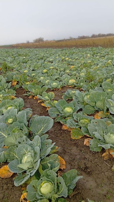 Vând varză . Direct producator