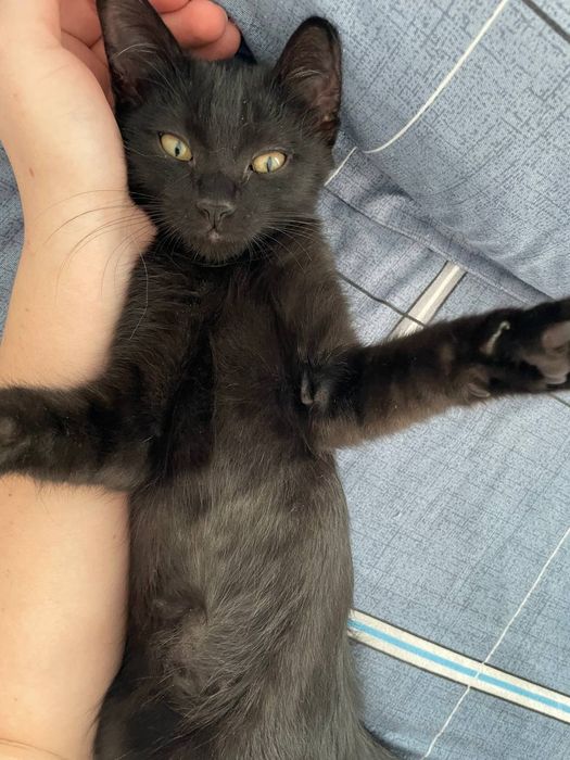 Mushuklar bervoramiz