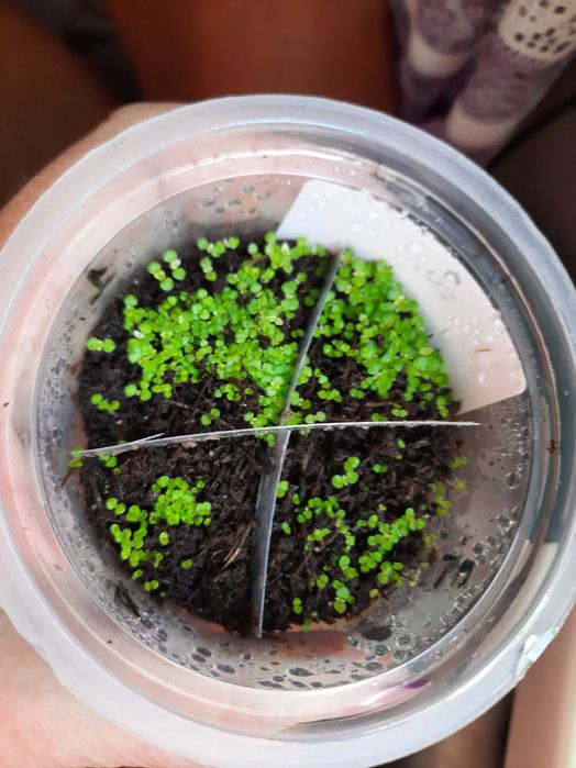 Продам смесь семян глоксиний