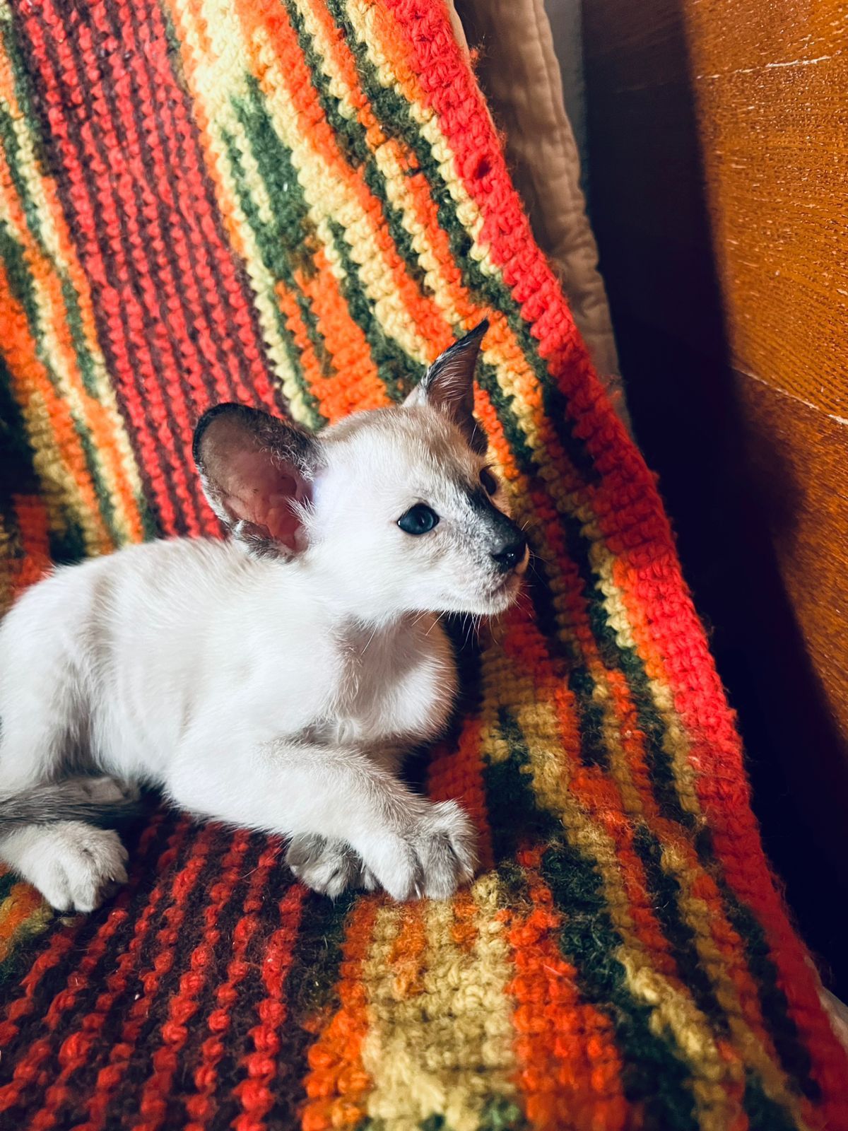 Ориентальные котята