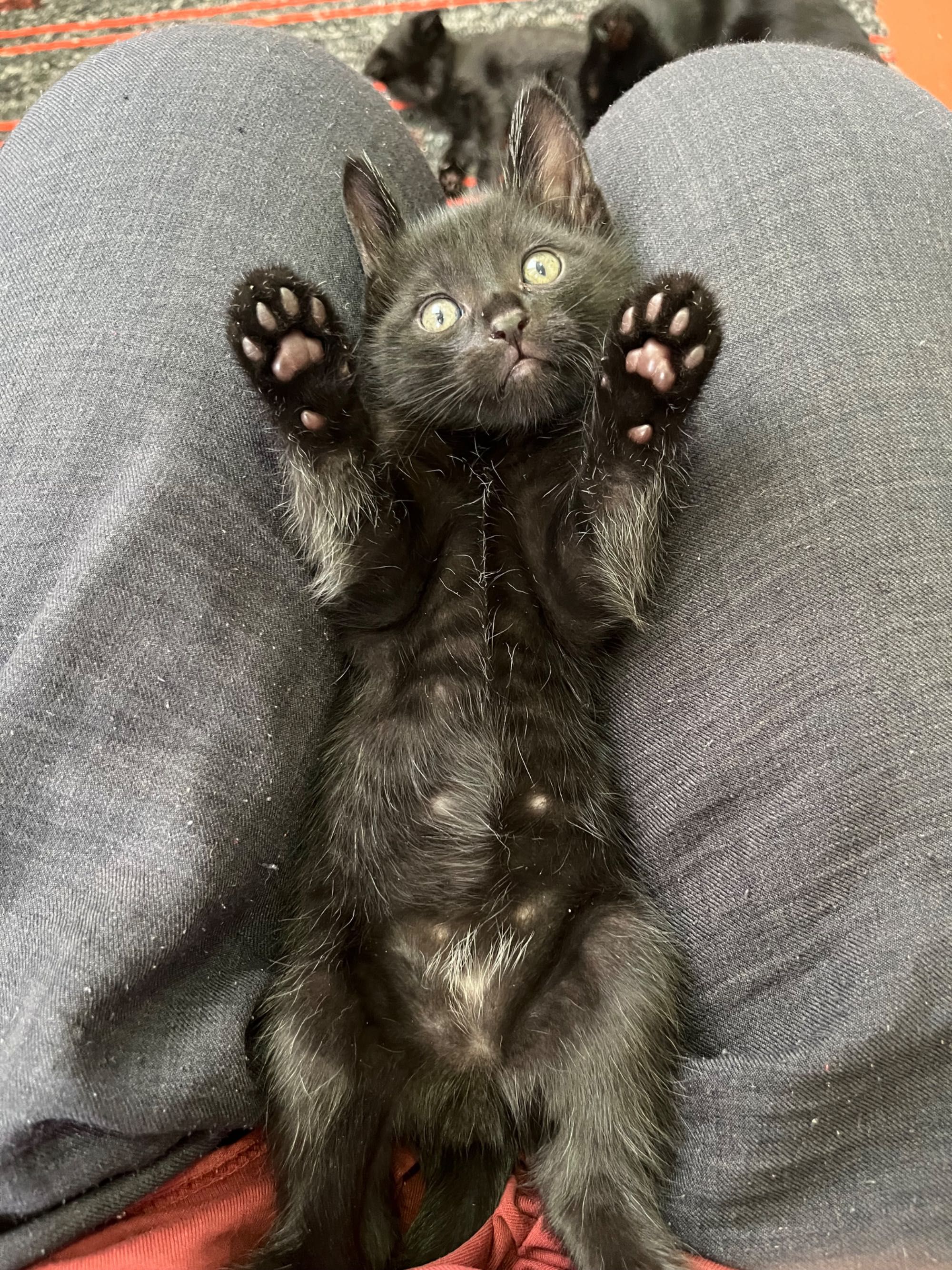 Бамбейские Котята , мальчик и девочка, приучены к лотку!