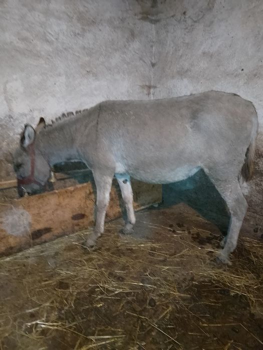 Vând sau schimb Măgăriță gestantă