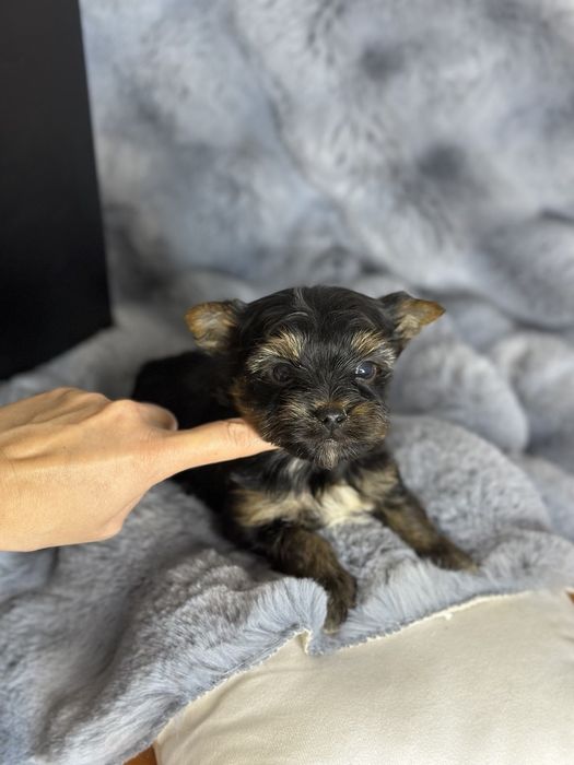 Йоркширски териер