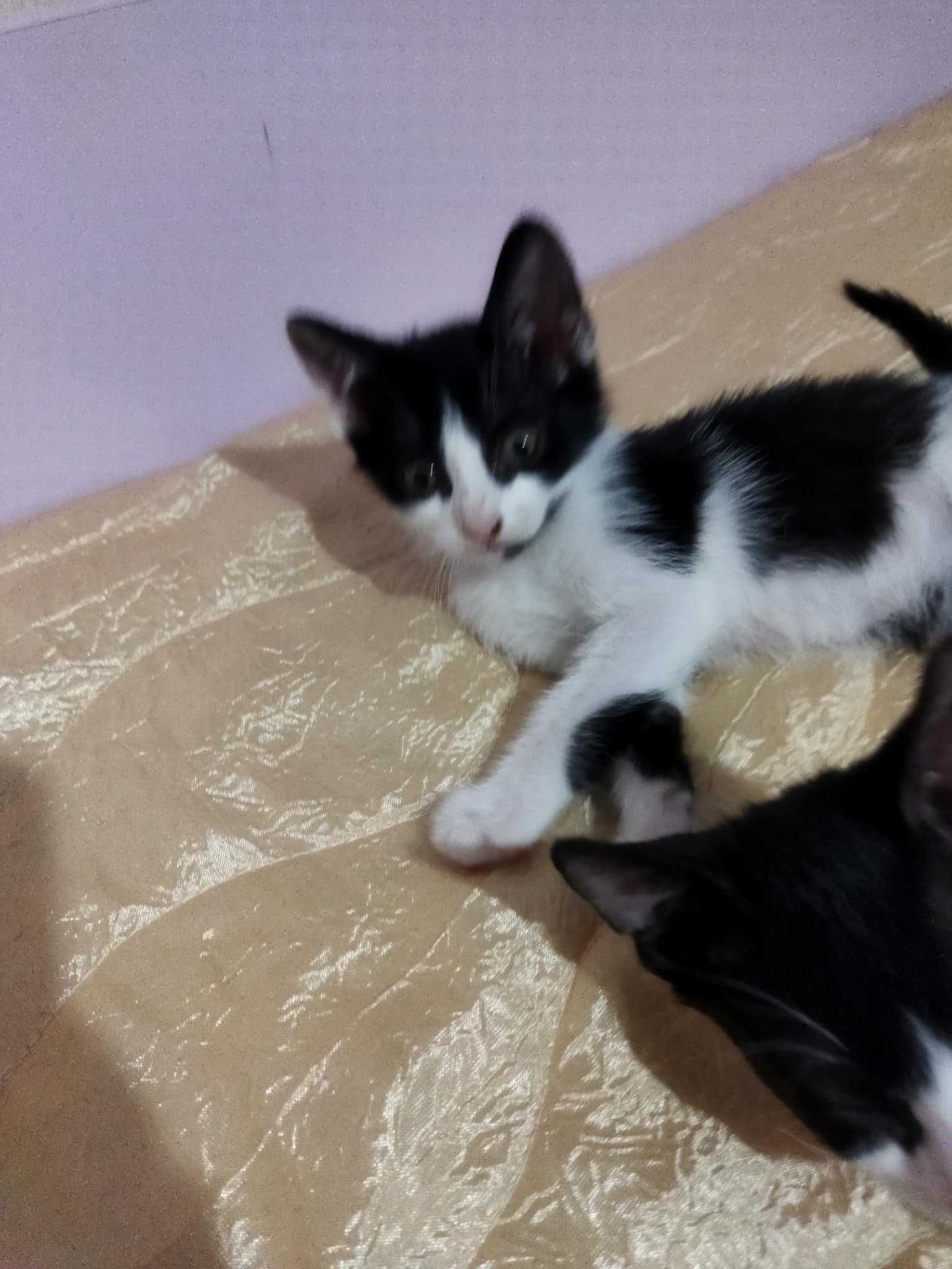 Подарявам котета