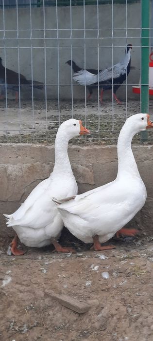 Fazani ,rațe si gâste