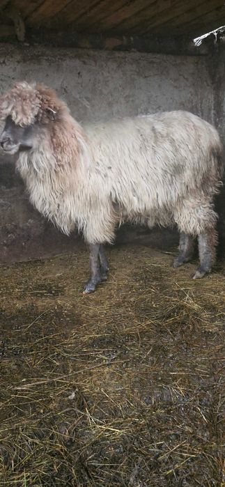 Vand 2 capre un tap si o oaie detalii la nr.