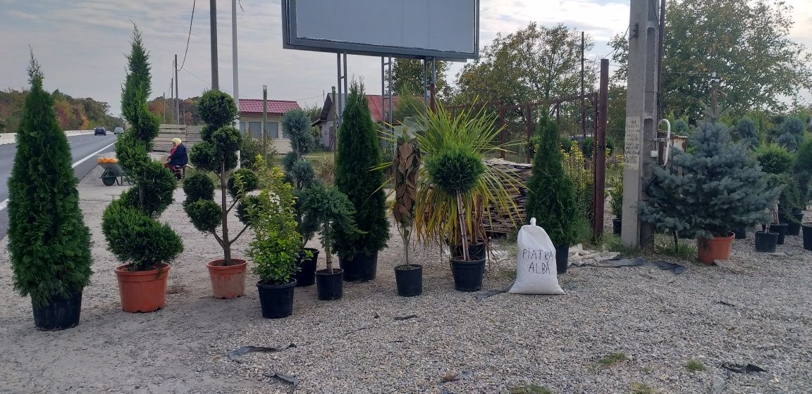 Plante  ornamentale piatră  albă  la sac