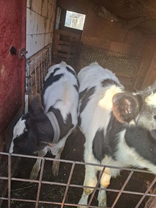 Vand vitea si tauras