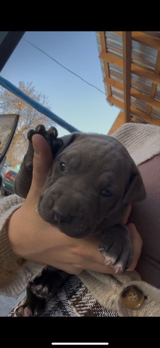 Щенок стаффорда чистокровный