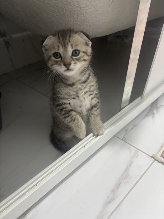 Котенок мальчик в самые заботливые руки