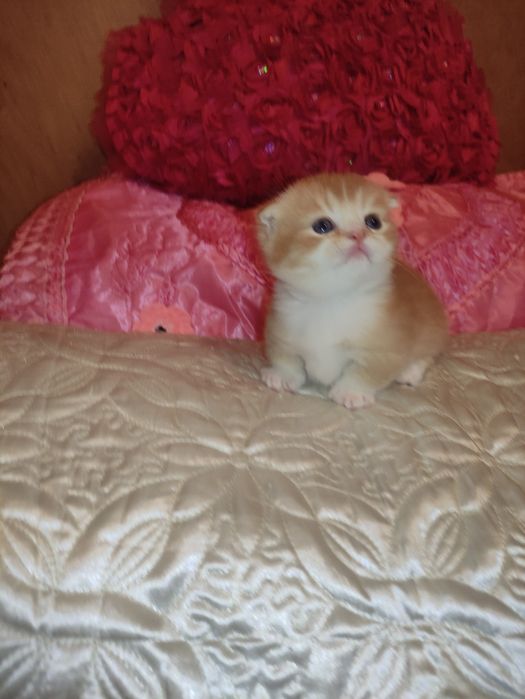 Готовится и бронируются котёнок Манчкин,золотой