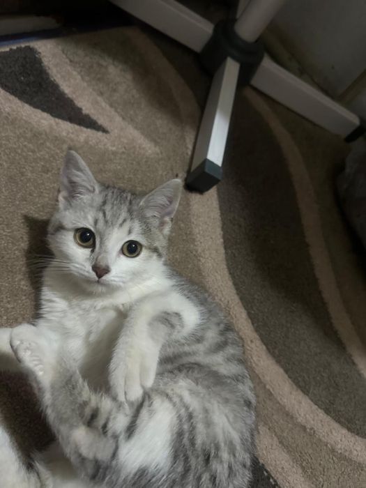 котята очень умные красивые