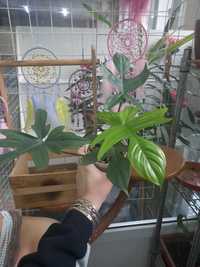Филодендрон Флорида бьюти, комнатное растение, цветы