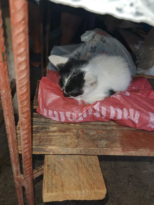 Pisici pentru adoptie