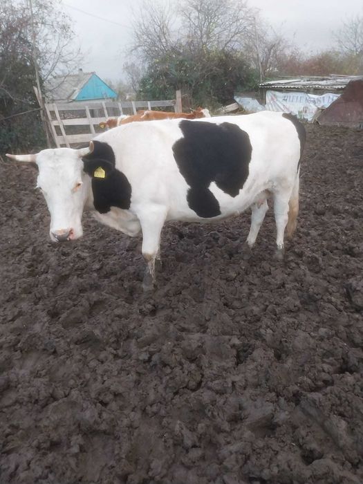 Vacă de vânzare gestantă