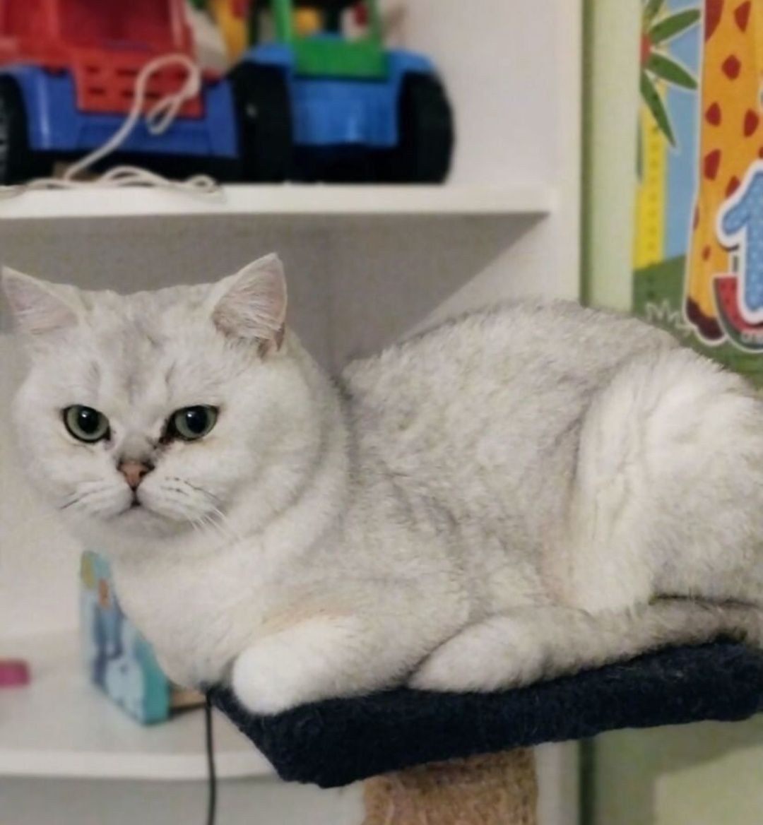 Шикарный опытный кот шиншила серебро, приглашает невет