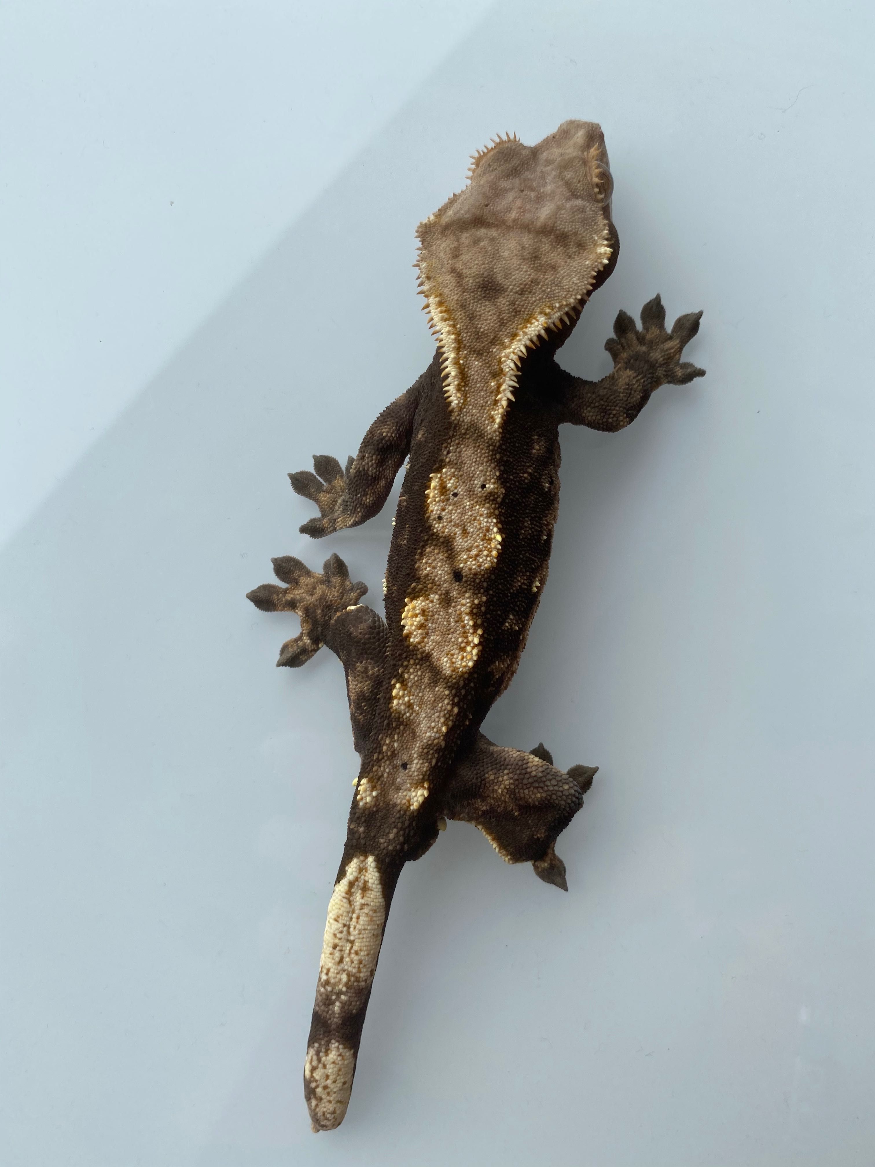 Ресничест бананояден гекон/Crested gecko