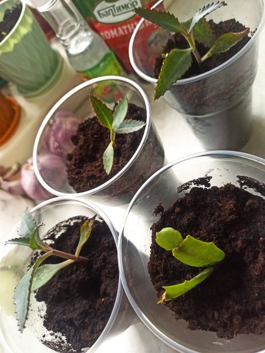 Продам укоренённые ростки цветов каланхоэ и декабрист