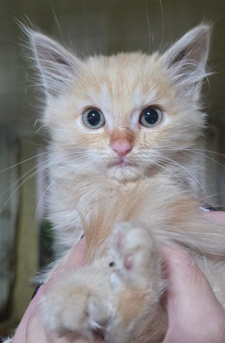 Отдам котят , возраст два месяца