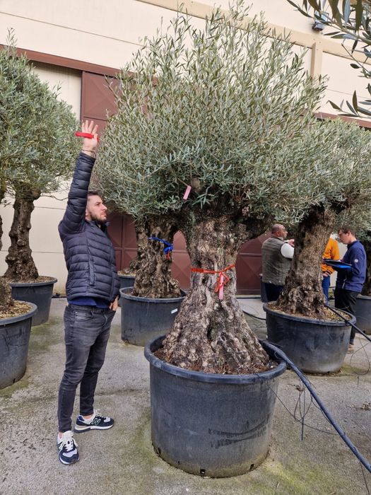 Maslini seculari calitate extra