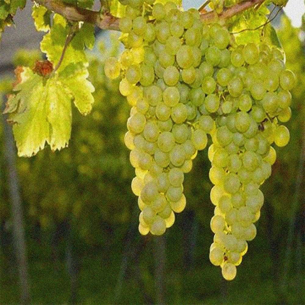 Продажба на грозде -
Реколта 2025