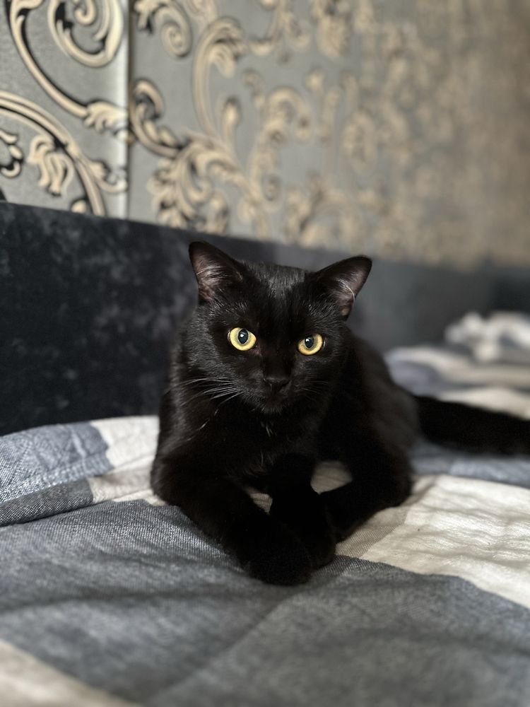 кот ( Salem ) на вязку