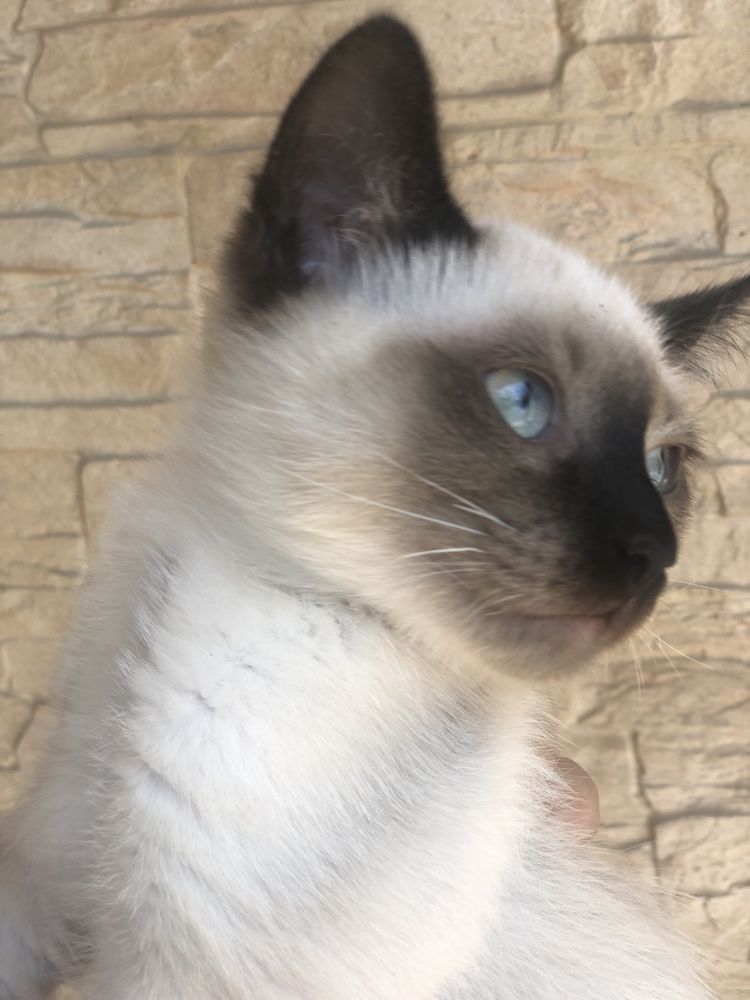 Motanel ragdoll!
