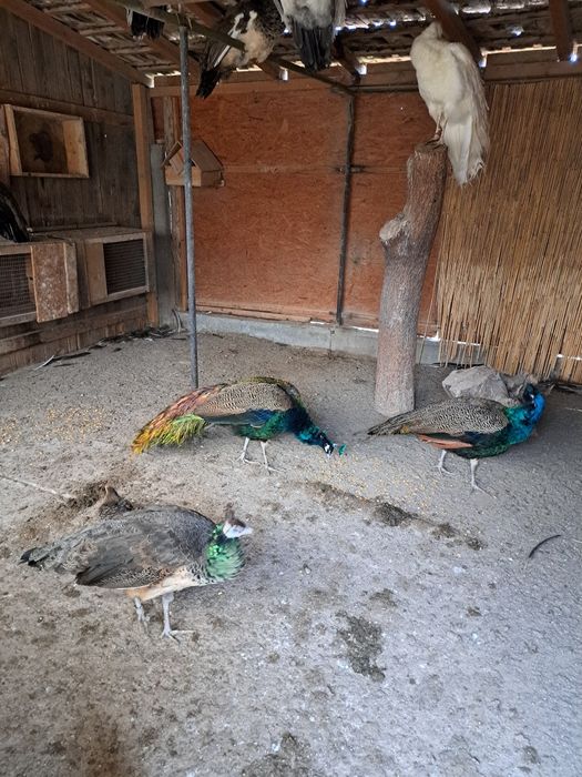 Pauni de vanzare: mascul de umeri negri și mascul de indian blue,